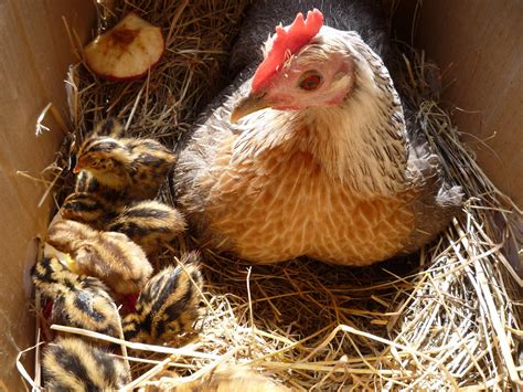 do quails and chickens get along|raising quail with chickens.